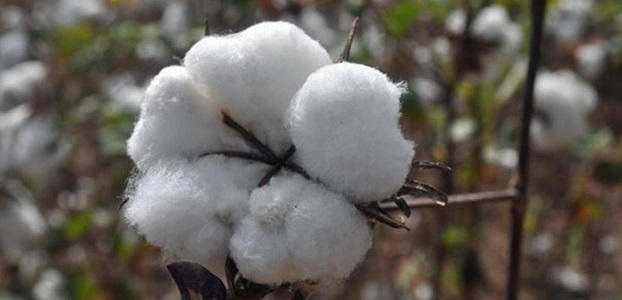 DSC_0072 - Copie.jpg